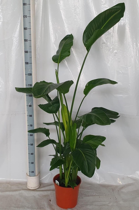 <h4>STRELITZIA NICOLAI</h4>