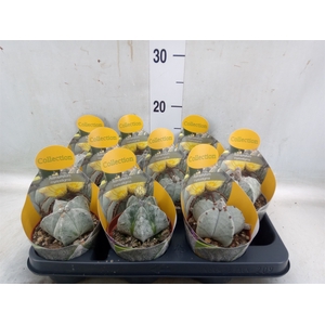 Astrophytum myriostigma