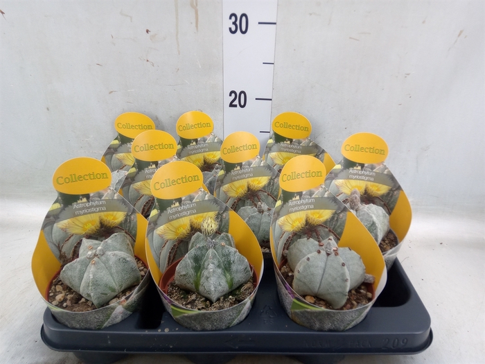 <h4>Astrophytum myriostigma</h4>