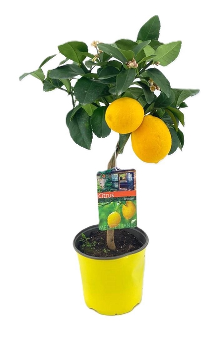 <h4>Citrus lemon</h4>