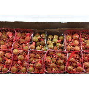 Sier Granaatappel Red Green X12 P Box