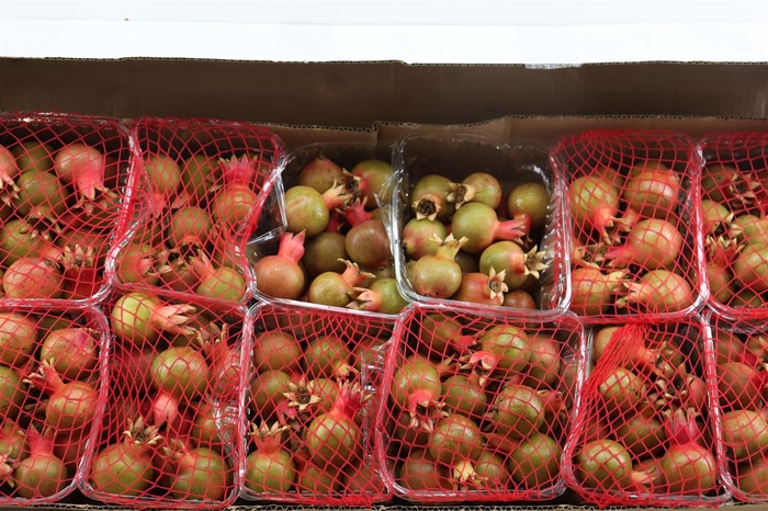 <h4>Sier Granaatappel Red Green X12 P Box</h4>