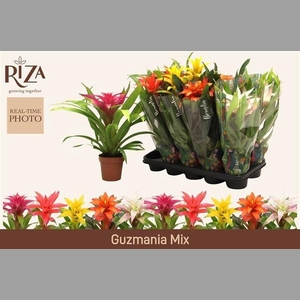 GUZM GEM 5 SRT