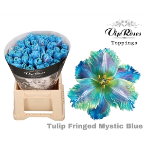 Tu Fr Fringed Mystic Blue