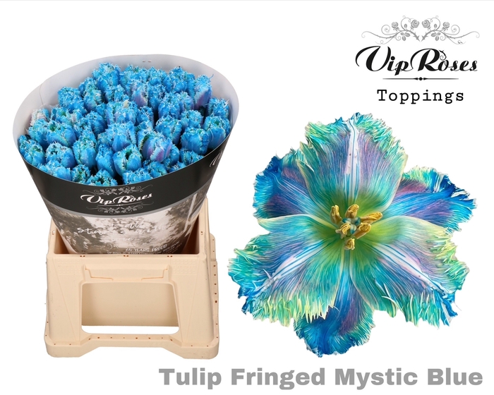 <h4>Tu Fr Fringed Mystic Blue</h4>