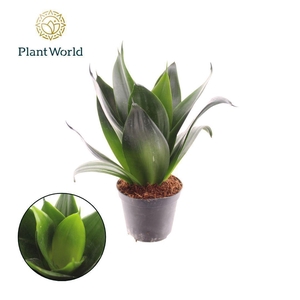 Sansevieria Black Dragon