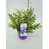 Vaccinium corymbosum