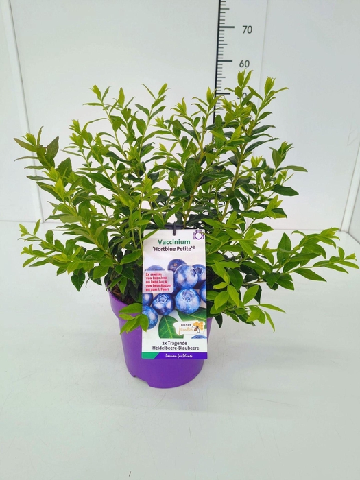 Vaccinium corymbosum