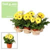 Gerbera geel tinten 2+ bl. Feel Green, nature Decorum