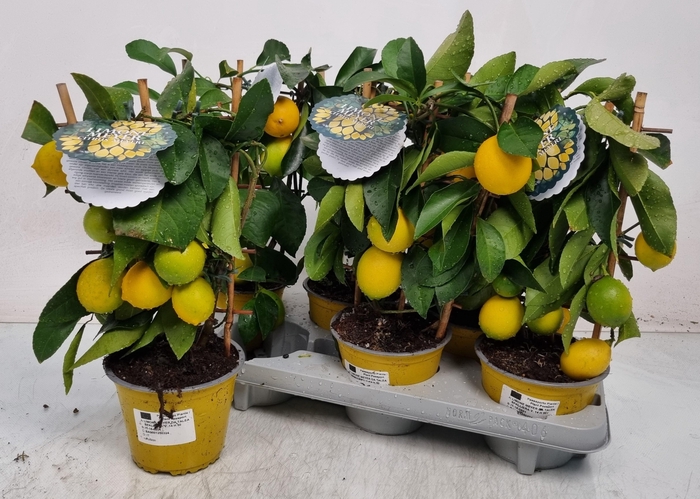 <h4>CITR MEYERI MEYER</h4>