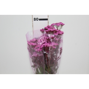 ACHILLEA MILLEFOLIUM PINK TINTURADA 060 CM