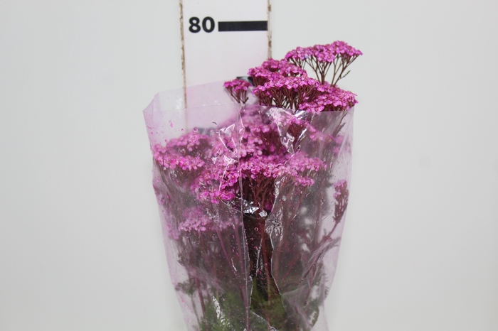 <h4>ACHILLEA MILLEFOLIUM PINK TINTURADA 060 CM</h4>