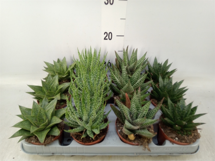 <h4>Aloe   ...mix</h4>