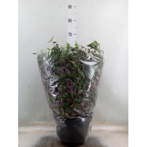 Tradescantia   ...