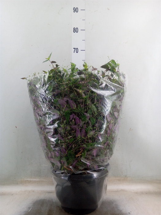 <h4>Tradescantia   ...</h4>