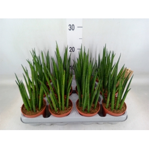 Sansevieria bacularis