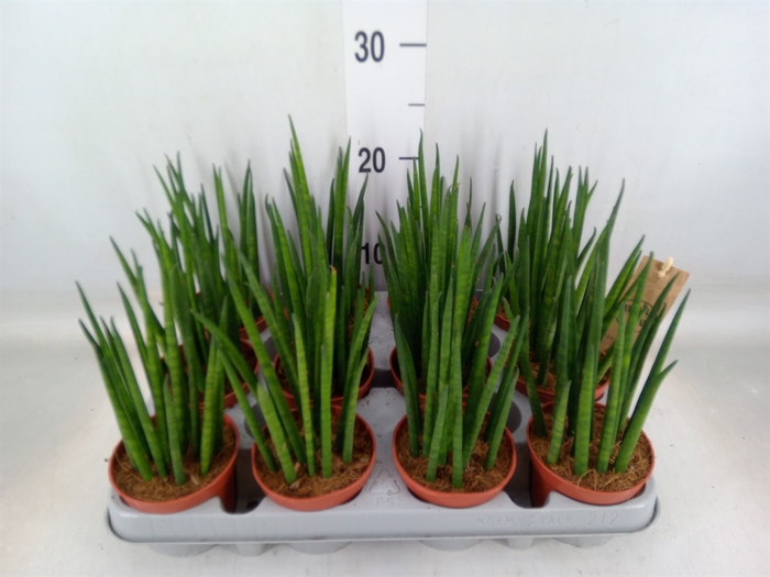 <h4>Sansevieria bacularis</h4>