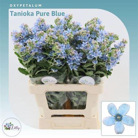 Oxy Co Tan Pure Blu