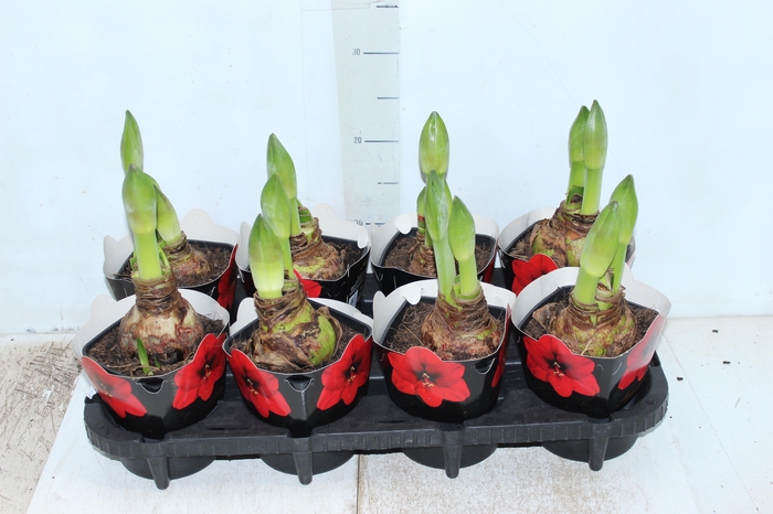 <h4>AMARYLLIS P14 VERMELHO MIN 2 HT</h4>