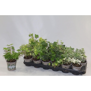 Hedera helix gemengd 5 srtn