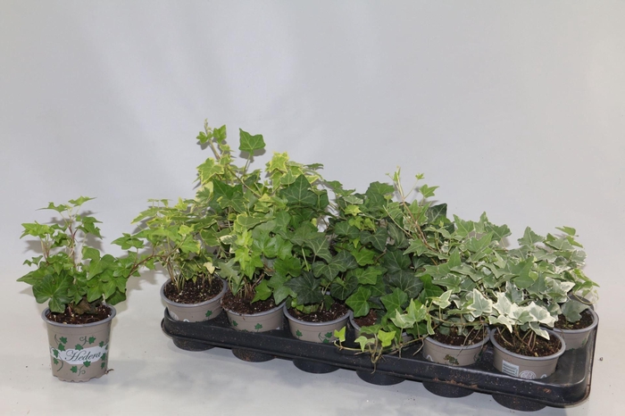 <h4>Hedera helix gemengd 5 srtn</h4>