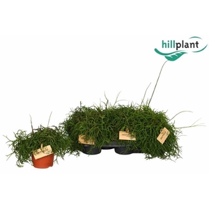 RHIPSALIS BA OASIS