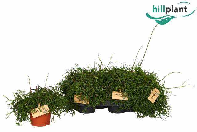 <h4>RHIPSALIS BA OASIS</h4>