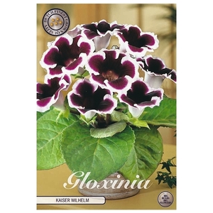 Gloxinia Kaiser Wilhelm x1 5/6