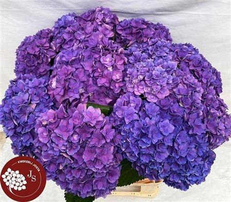 <h4>Hydr M Royal Kiss Paars</h4>