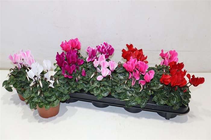 <h4>Cycl Kl Sup Carino</h4>