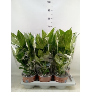 Fatsia japonica   ...