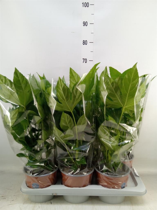 <h4>Fatsia japonica   ...</h4>