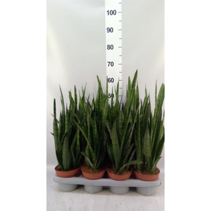Sansevieria zeylanica 'Greenline'