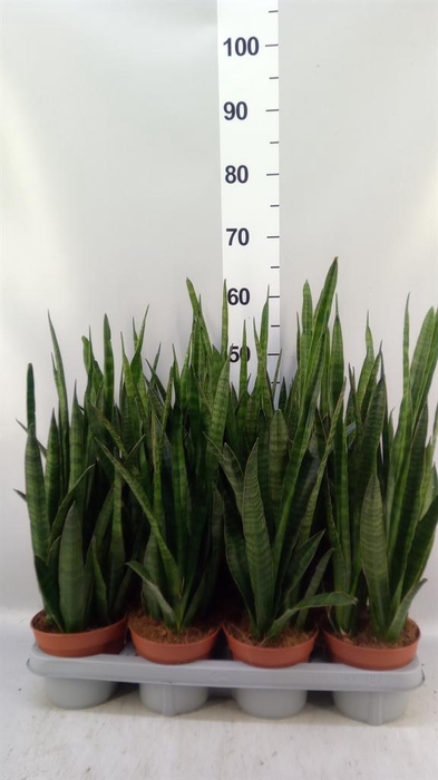 <h4>Sansevieria zeylanica 'Greenline'</h4>