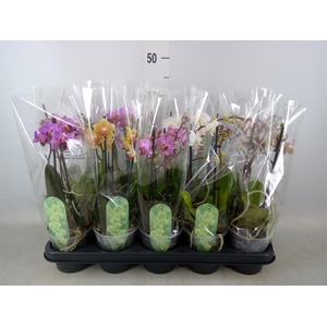 Phalaenopsis multi.   ...mix  4