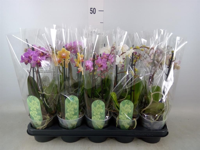 <h4>Phalaenopsis multi.   ...mix  4</h4>