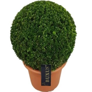 Buxus overig