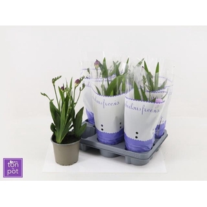 FREESIA OV
