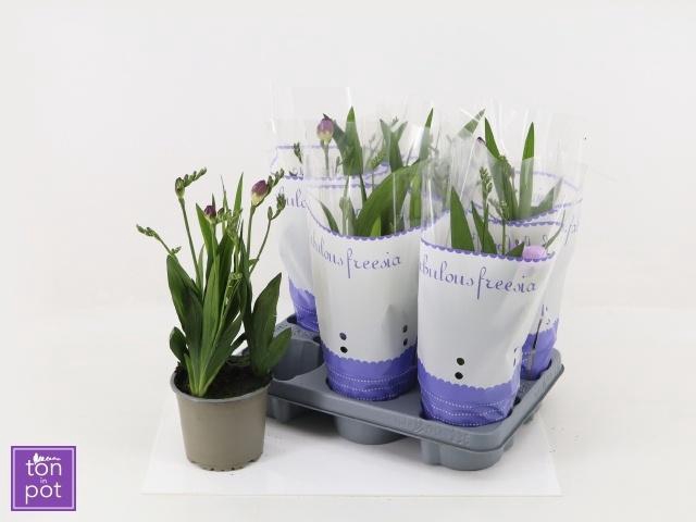 <h4>FREESIA OV</h4>