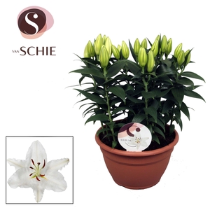 Oriental Wit schaal 9pp