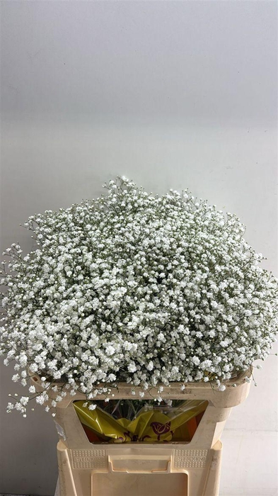 <h4>Gyps Pa Cosmic 30gram</h4>