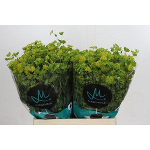 Bupleurum Griffithii