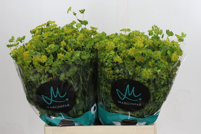 <h4>Bupleurum Griffithii</h4>