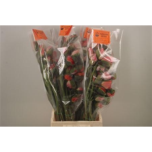 Papaver. Lilac Ex Per Stem