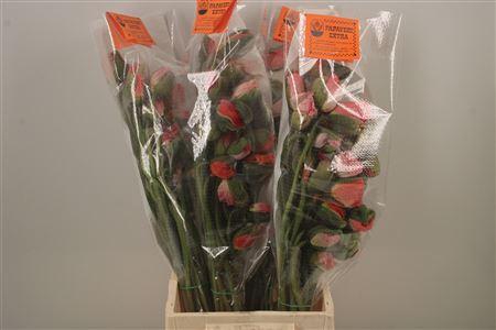 <h4>Papaver. Lilac Ex Per Stem</h4>