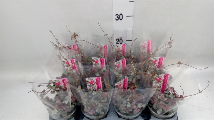 <h4>Ceropegia woodii 'Silver Glory'</h4>