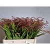 Crocosmia Amber Glow
