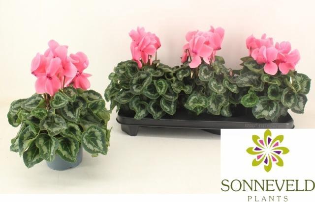 <h4>CYCL GR HAL HD</h4>