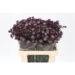 Astrantia Star Of Love Dark Red