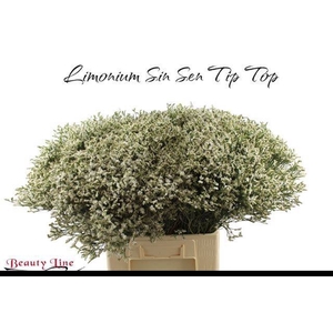 LIM SIN SEN TIP TOP